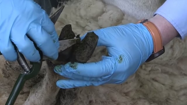 Video: How to spot and treat scald and footrot in sheep