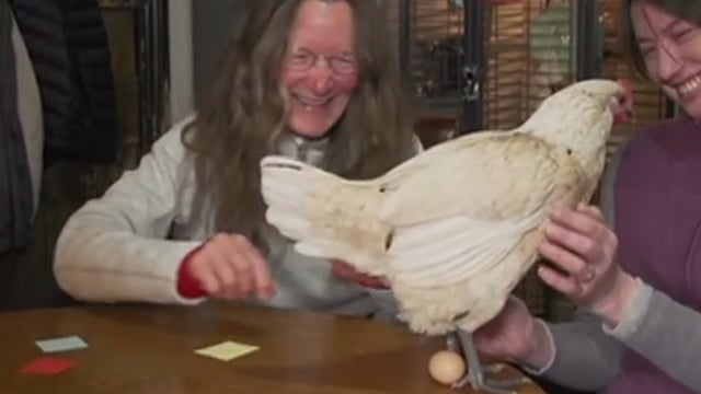 'Eggcellent' debut: Hen lays egg on live tv