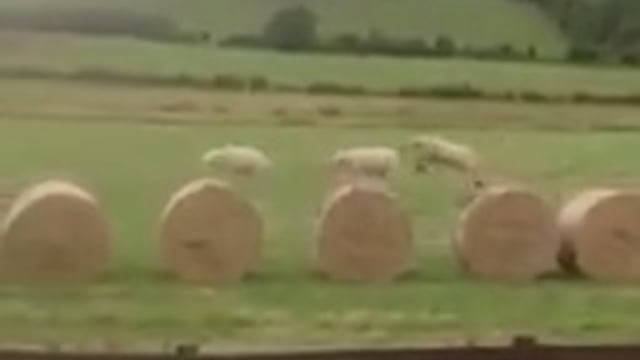 Videos: From woolly jumpers to locking horns