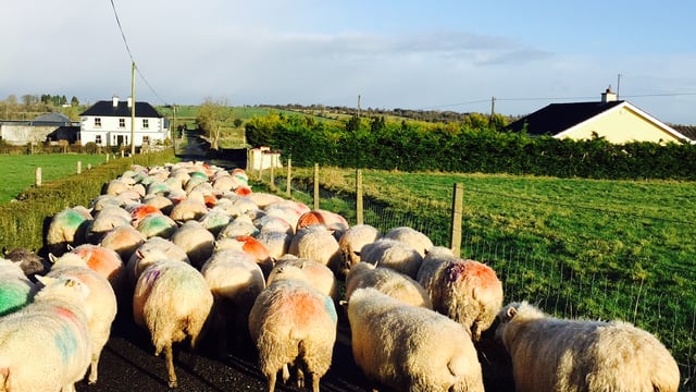 Concern as some knackeries refuse to collect fallen sheep