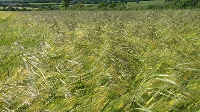 Winter barley growers advised to act now to halt the progress of Sterile Brome