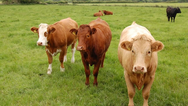 Beef kill over 30,000 for first time in nine weeks