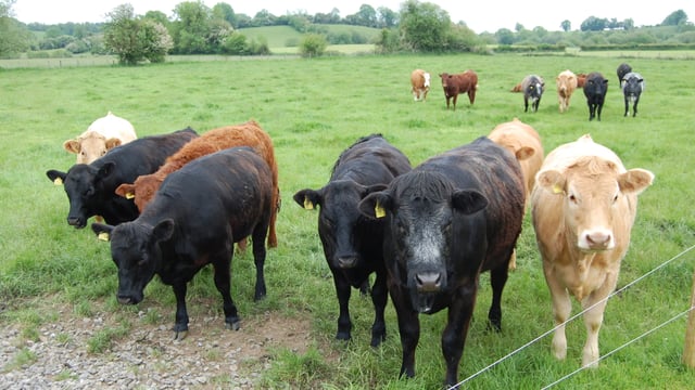 Exceptional demand for finished cattle as they make €1,000 over