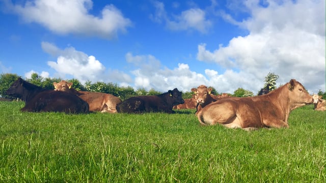 Finding homes for more cattle in 2017 could be difficult - Bord Bia