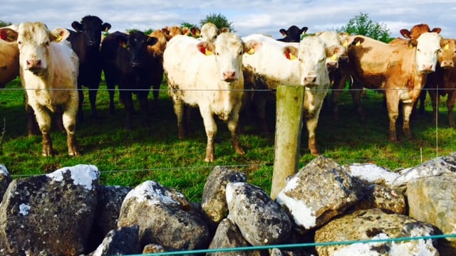 British exit from the EU of 'great concern' to the Irish meat industry