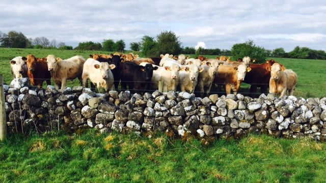'Beef is the sector most vulnerable to a bad TTIP deal'