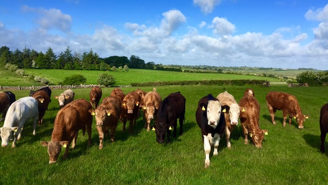 Lamb and beef price gap narrows - just 10c between the two