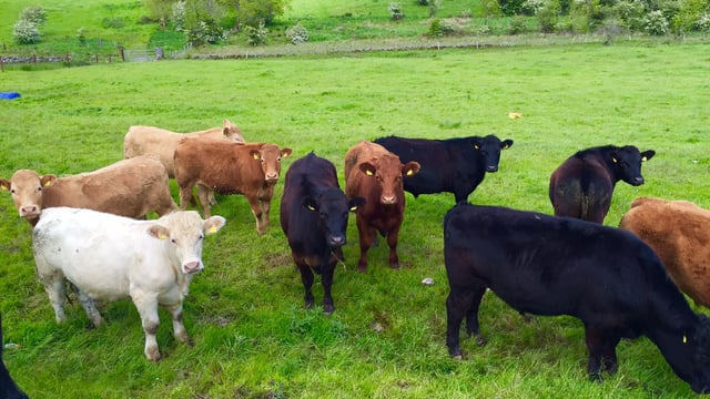 Store cattle buyers not to be found around mart rings - they're all in Galway