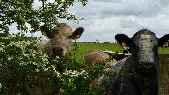 'Climate plan must support Ireland’s grass-fed production model' - ICOS