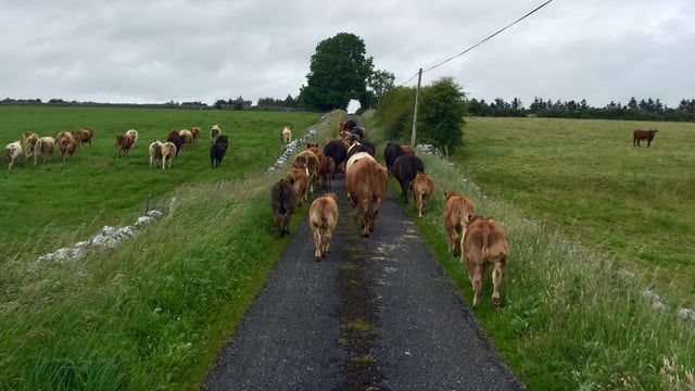 What are the rules of the road when moving cattle?