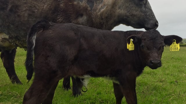 Just over one month to complete carbon navigators under Genomics scheme