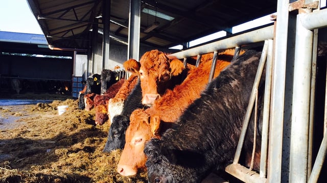 'Demand for meat and dairy driving demand for animal feed'