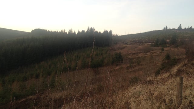 127 valid forestry licence appeals submitted in 2024