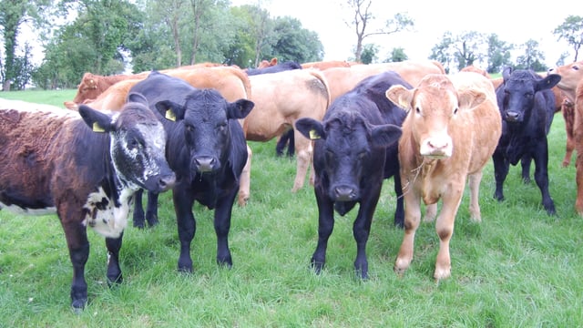 LMC chief urges decisive action on bovine TB eradication