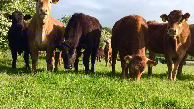 Ireland back in third when it comes to EU cattle prices