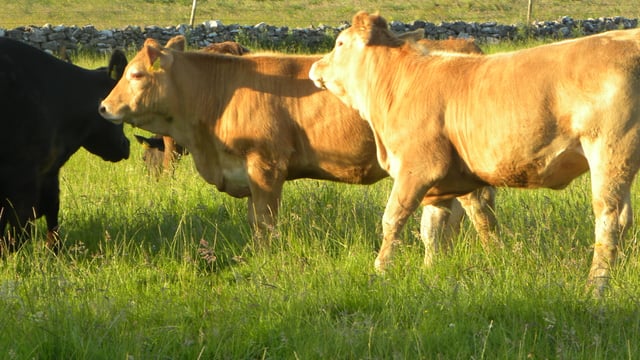 Ireland retains third place on EU cattle prices league table