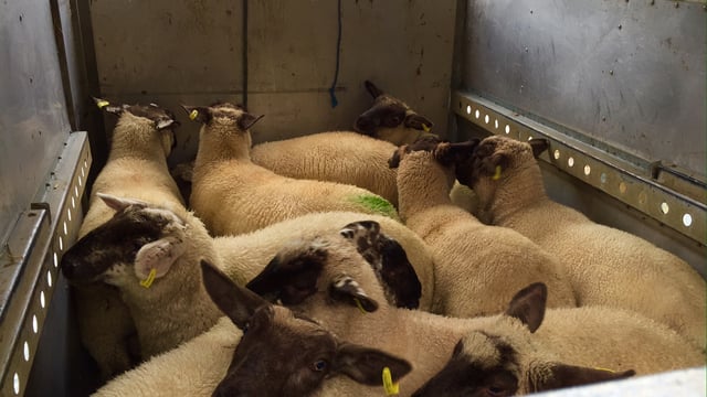 'Significant number' of sheep tag numbers not valid in slaughter plants audit