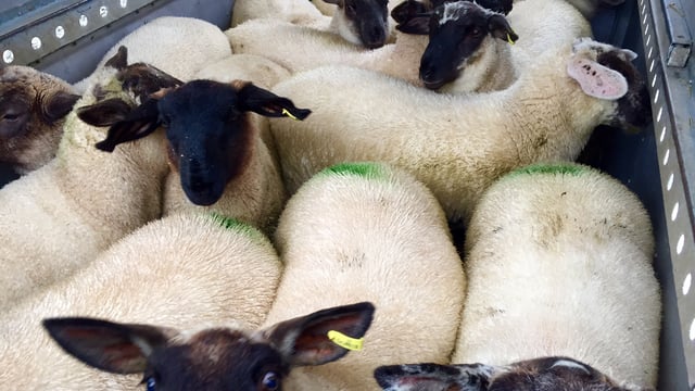 Reminder: Teagasc BETTER sheep farm walk heads to Leitrim