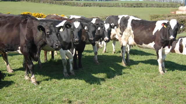 'Heifer care often overlooked in digital dermatitis management'