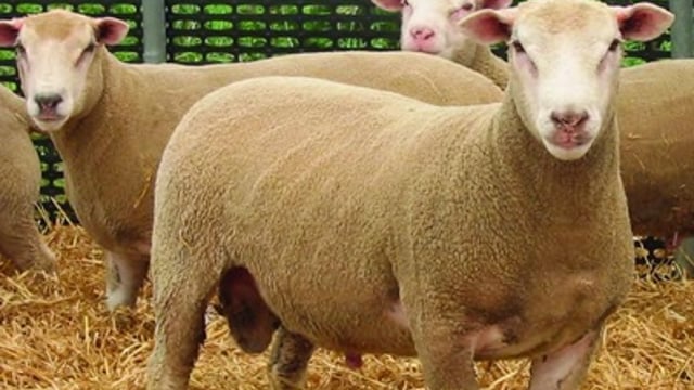 Meatlinc sheep breed showcased for the first time in Ireland