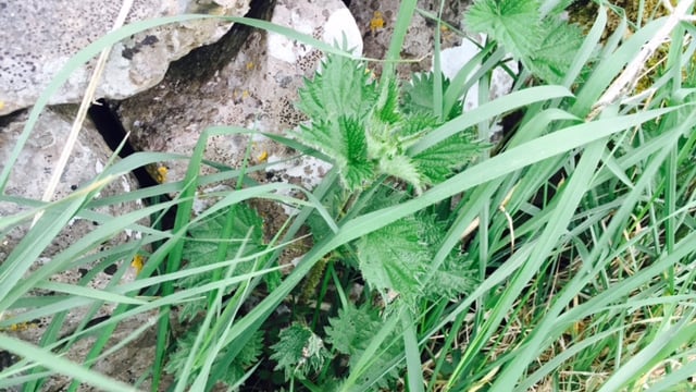 Six of your weed control questions answered by Teagasc