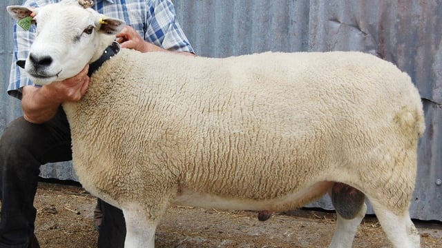 Can you afford to miss Sheep Ireland's multi-breed ram sale?
