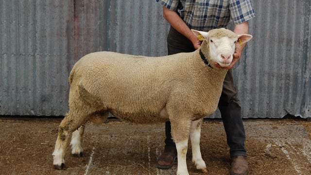 Now is the time to put your ram through its NCT