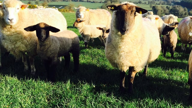 Who knew, but sheep prefer to move anti-clockwise!