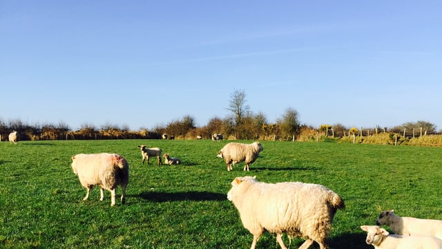'Three key metabolic diseases sheep farmers should look out for in their flocks'