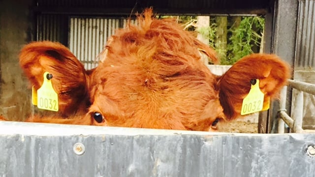 ICSA urges farmers to set €4/kg as minimum price for beef cattle