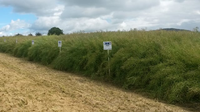 Why is early vigour important in winter oilseed rape?