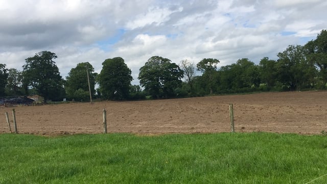 Thinking of reseeding? - Here's how to choose grass varieties