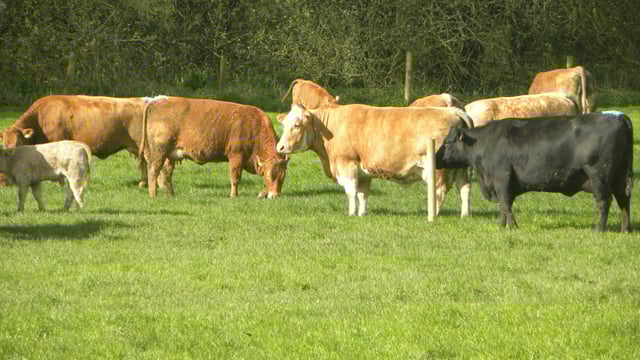 'The old replacement index was too beef orientated'