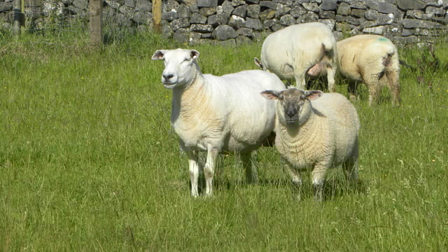 'No Lamb Week' has little effect on UK lamb prices