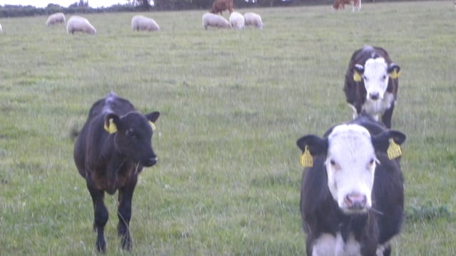 Offaly farm to increase gross margin by 33% through grass
