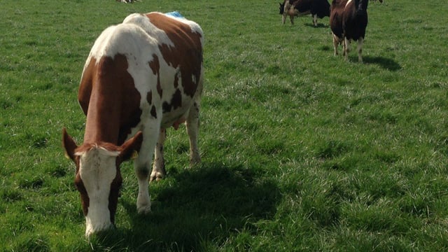EU must intervene to support dairy sector - Lakeland CEO