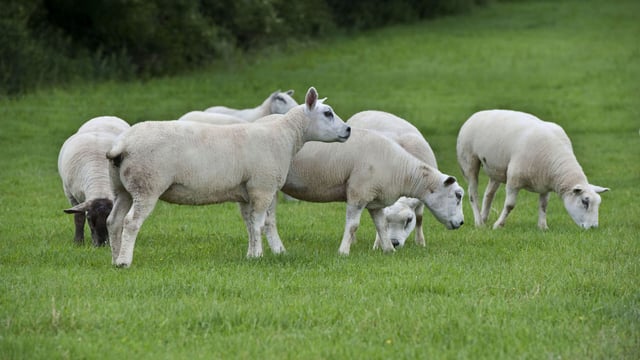 Sheep Marts - Hogget ewes to the fore as prices reach €206/head