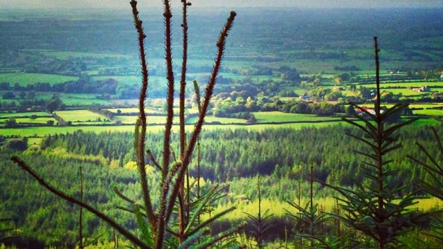 Coillte farm partnership payment issues to go under the microscope