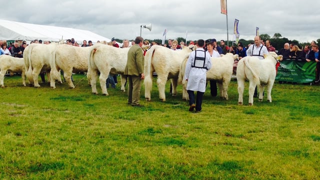 Chinese delegation visit Tullamore Show