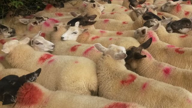 Sheep marts - Lambs in good demand as factories hold quotes at 460c/kg