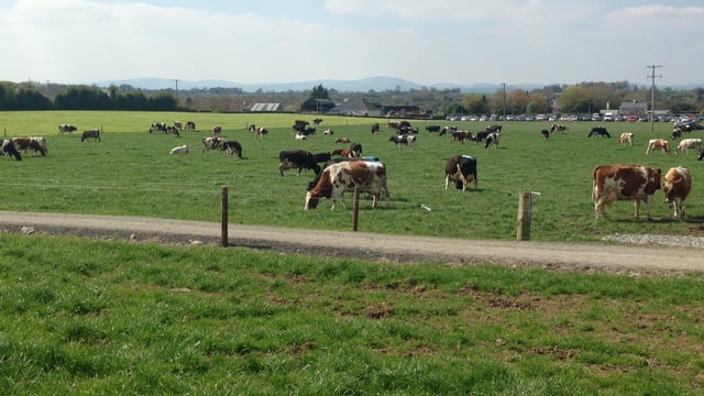 Reaction as dairy trade auction sees powder price fall to 11c/L equivalent