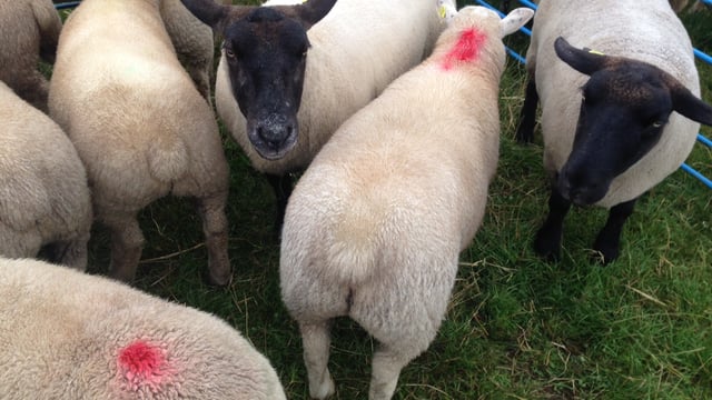 Tullamore Show 2015 Results: Sheep