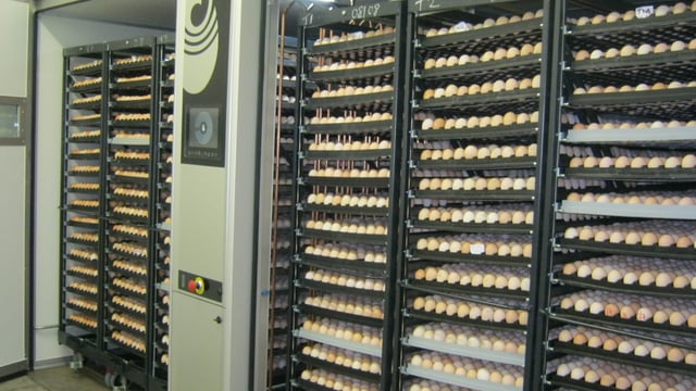 Moy Park invests £180,000 at Northern hatchery