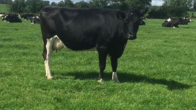 Profitable milk production and quality to be discussed at west Cork conference