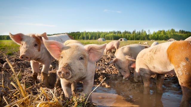 Drop in Chinese pig herd will impact entire global market - Rabobank