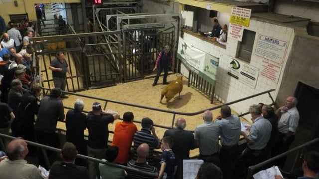Rams make €940 at Sheep Ireland ‘elite’ five-star sale