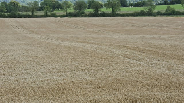Spring feed barley growers set for another loss-making year