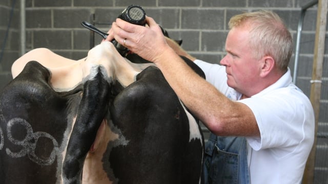Entries for Diageo Baileys Champion Dairy Cow competition up on last year