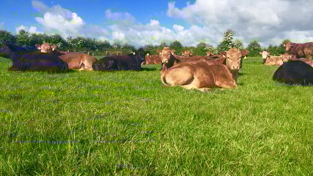 Bord Bia beefs up its efforts with UK consumers