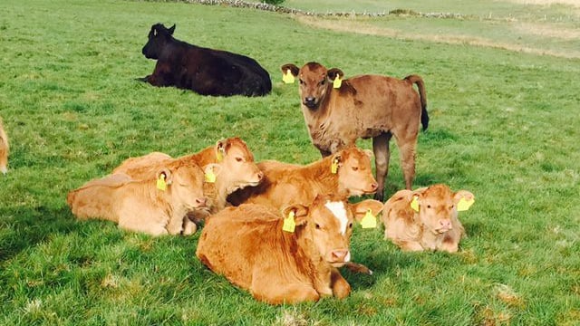 O'Neill calls on EU to support North's farmers